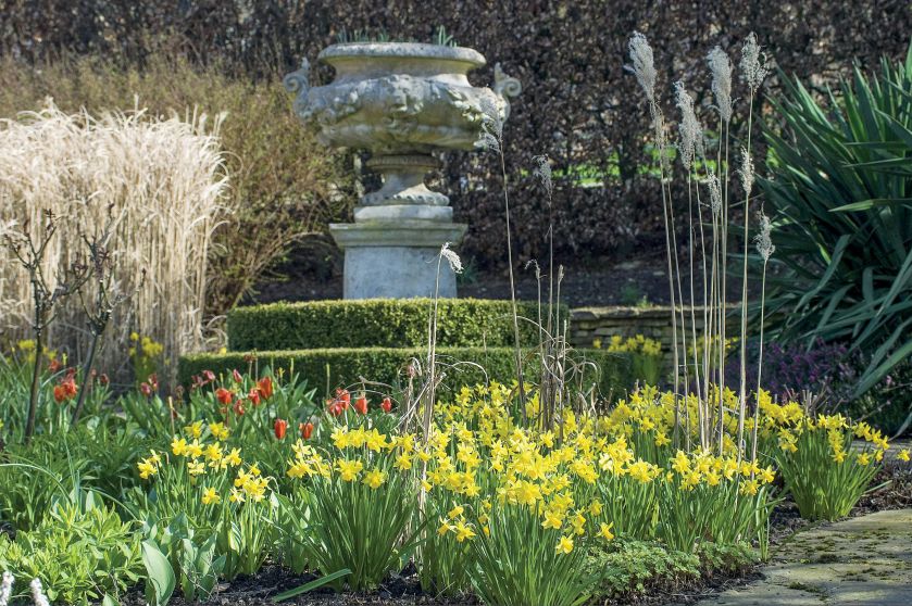 Pełen narcyzów ogród w Painswick