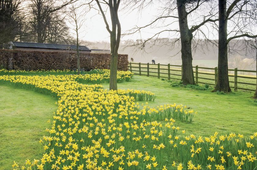 Pełen narcyzów ogród w Painswick