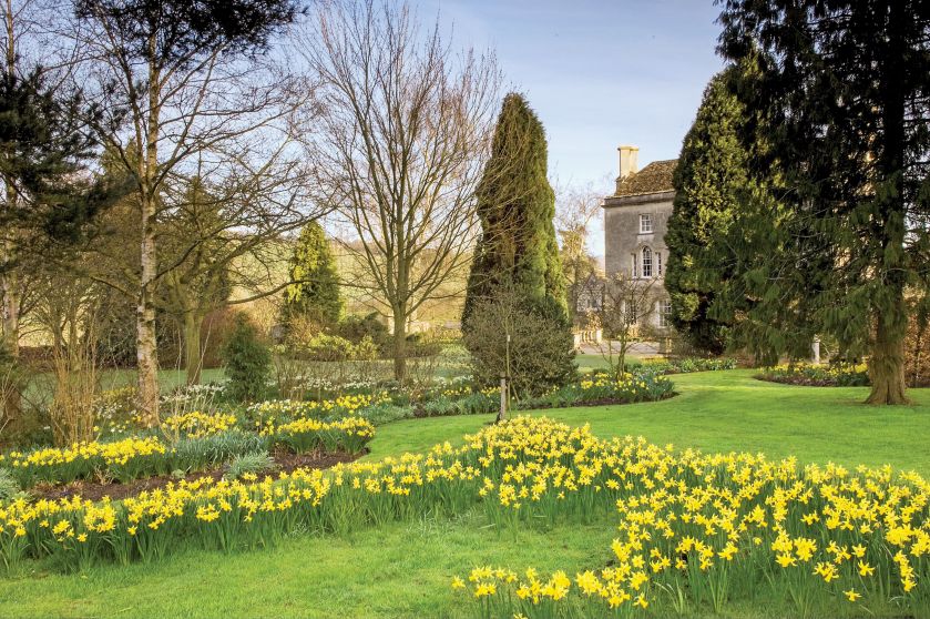 Pełen narcyzów ogród w Painswick