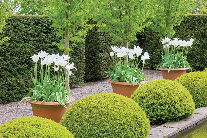 Tulipany, powojniki i szałwie między altanami