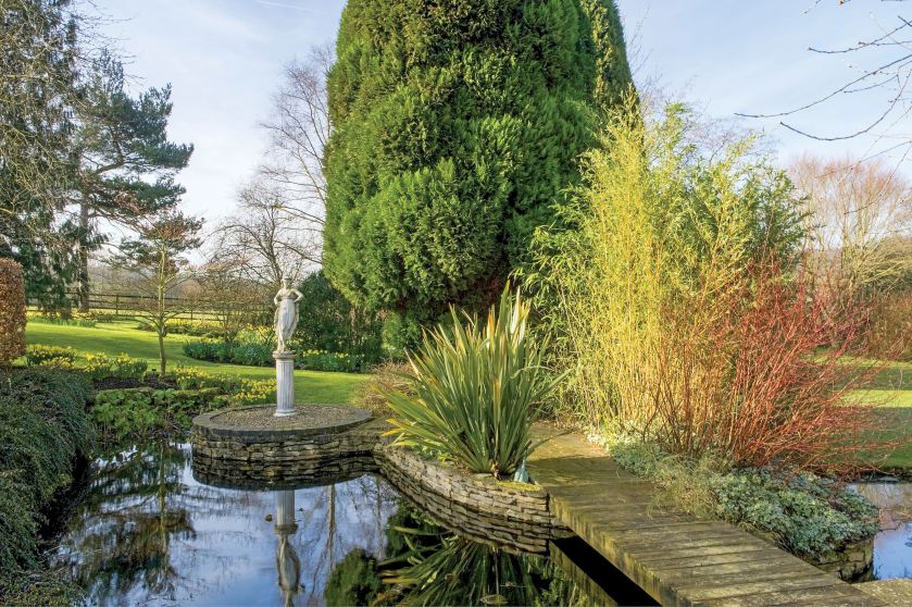 Ognisty dereń świdwa midwinter fire , za nim złocisty bambus i juka z nastroszonymi zielonymi liśćmi.