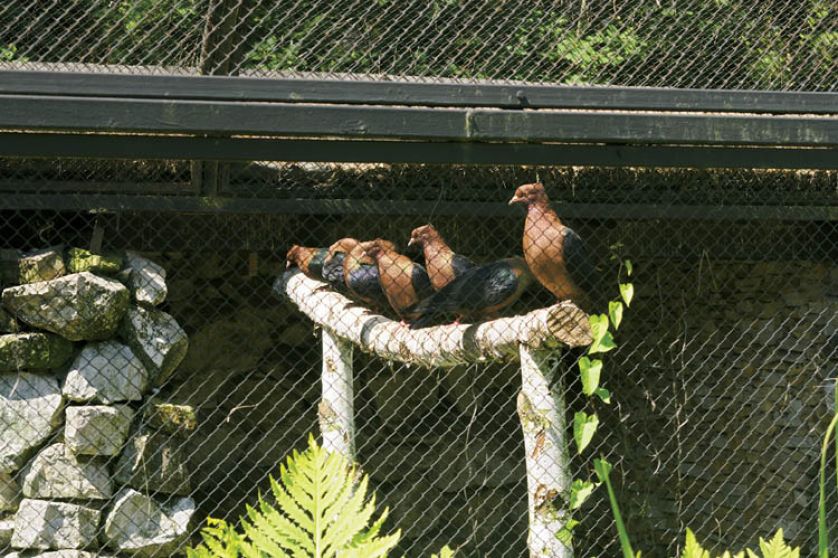 Papugi, kury, gołębie to stali mieszkańcy ogrodu.