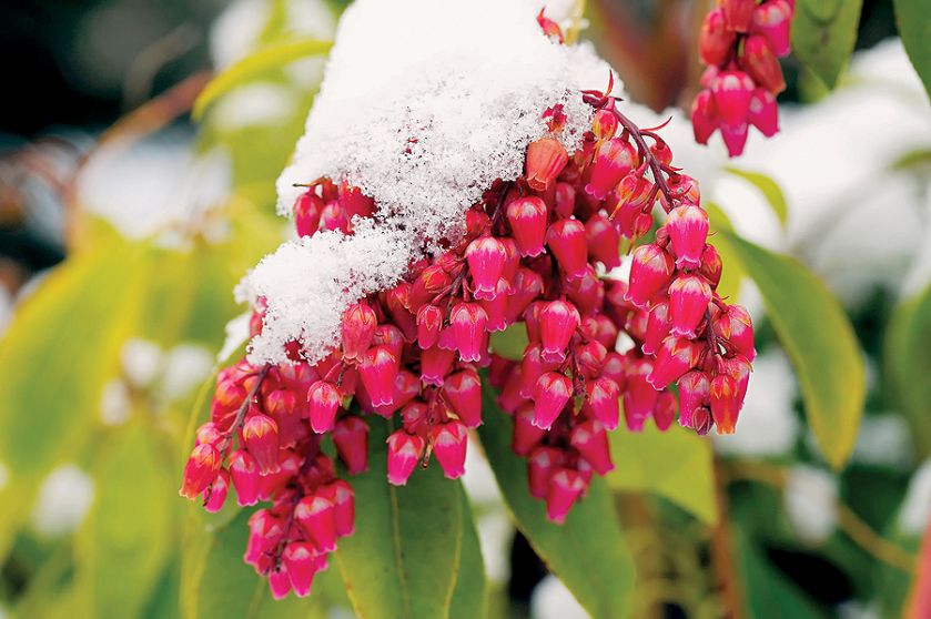 Pieris japoński – odmiany, pielęgnacja i uprawa w ogrodzie