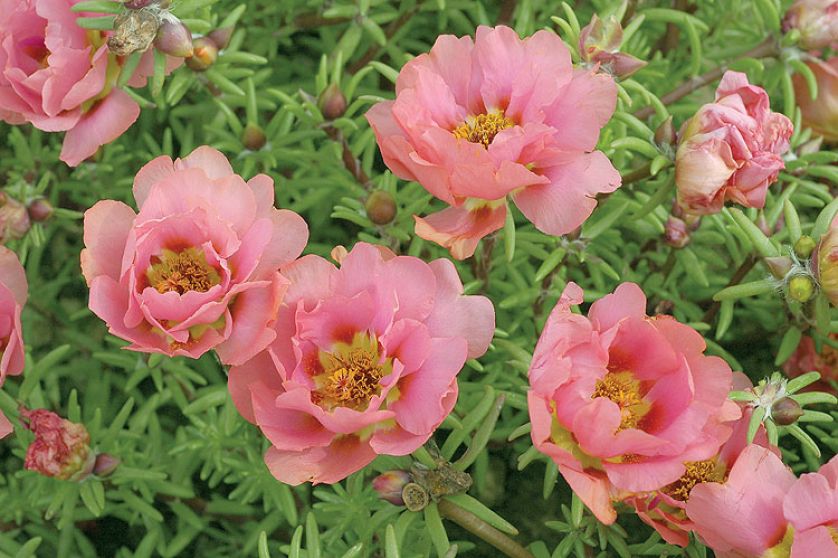 Portulaka wielkokwiatowa