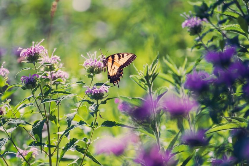 Pysznogłówka wabi pszczoły i motyle