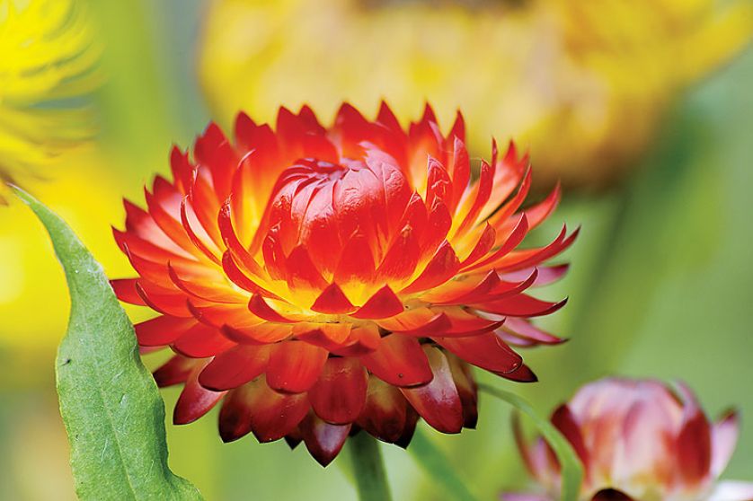 Nieśmiertelnik rośliny trwałe ale jednorczne. Wysiewane w maju, kiedy miną przymrozki.