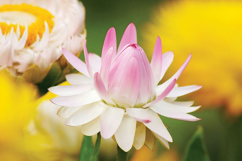 Nieśmiertelnik rośliny trwałe ale jednorczne. Wysiewane w maju, kiedy miną przymrozki.