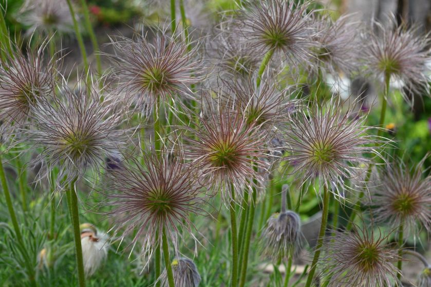 Sasanka zwyczajna – opis, uprawa, kwiaty