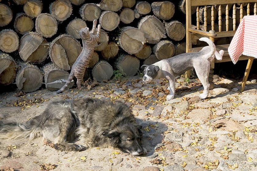 Suczka fobia wśród wyrzeźbionych przyjaciół