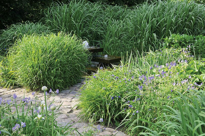 Trzykrotka - odmiany i uprawa