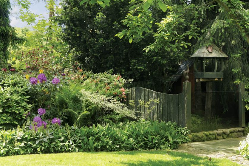 W cieniu świerków rosną paprocie i pięknie kwitnące rododendrony.