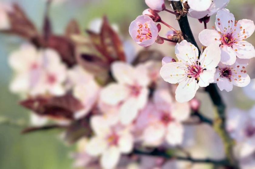 Wiśnia japońska kwiaty