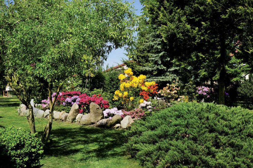 Zielen drzew i krzewow to doskonałe tlo dla rożnokolorowych azalii i różaneczników.