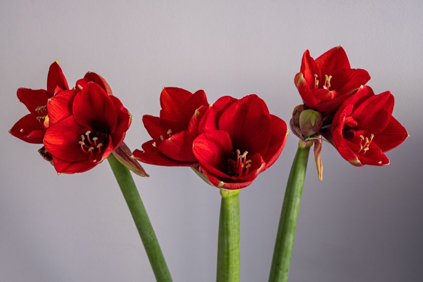 Amaryllis