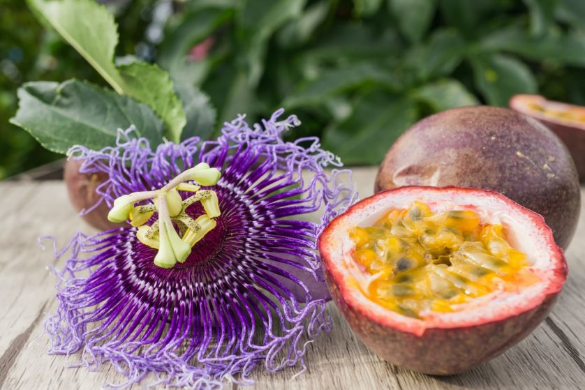 marakuja passiflora męczennica jadalna