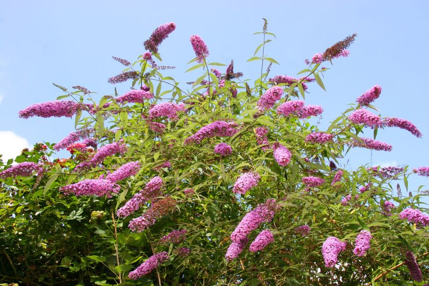 Budleja Davida (Buddleja davidii)