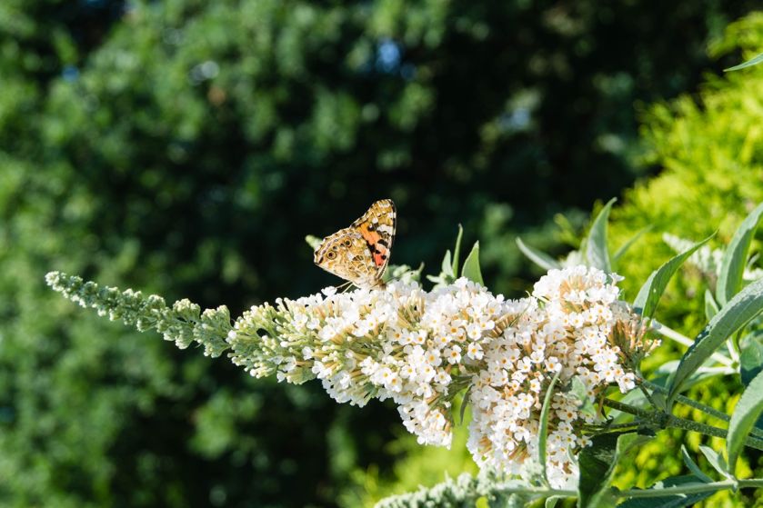 roślina przyciągająca motyle