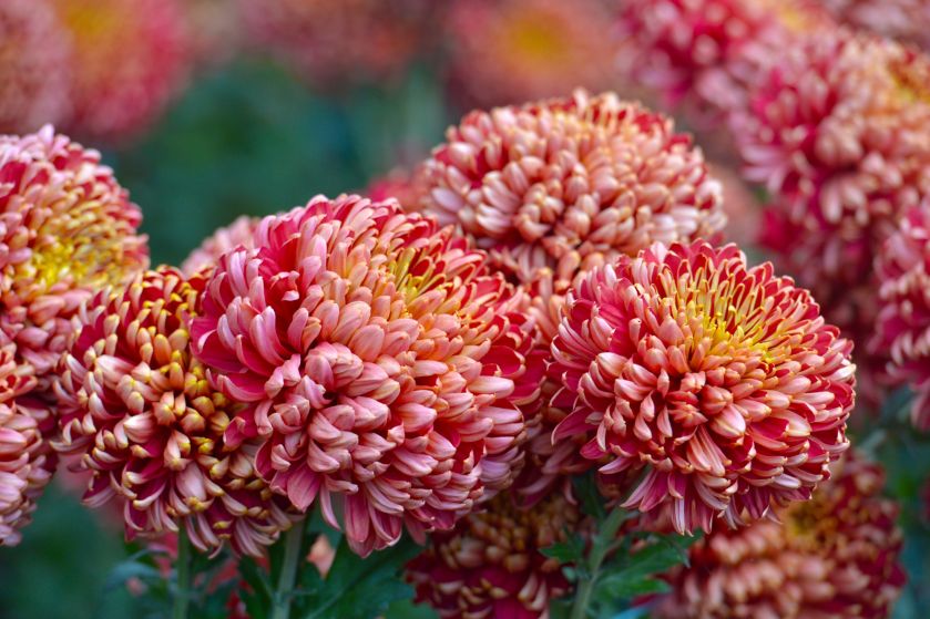 chryzantema złocień