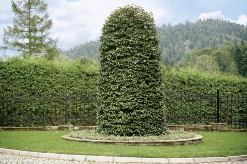 Dekoracją ogrodu są formowane rośliny.