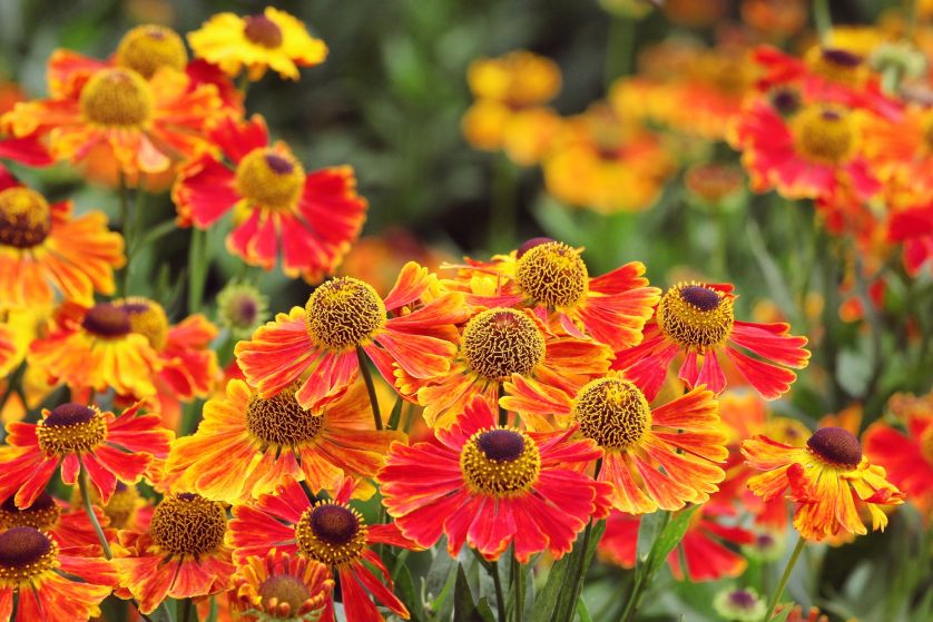 Dzielżan ogrodowy helenium