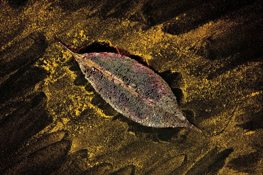 Ewa Rudowska wyczyszczone fragmenty liści pokrywa miedzią, galwanizuje srebrem albo złotem, a potem układa w