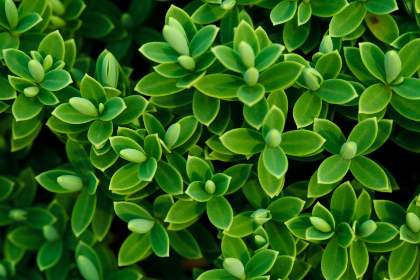 Hebe – roślina wiecznie zielona