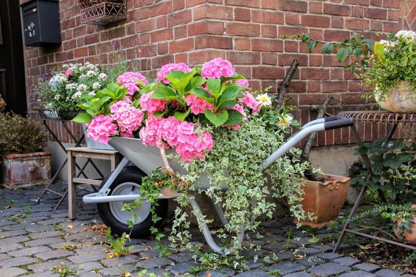 dekoracje z hortensją ogrodową