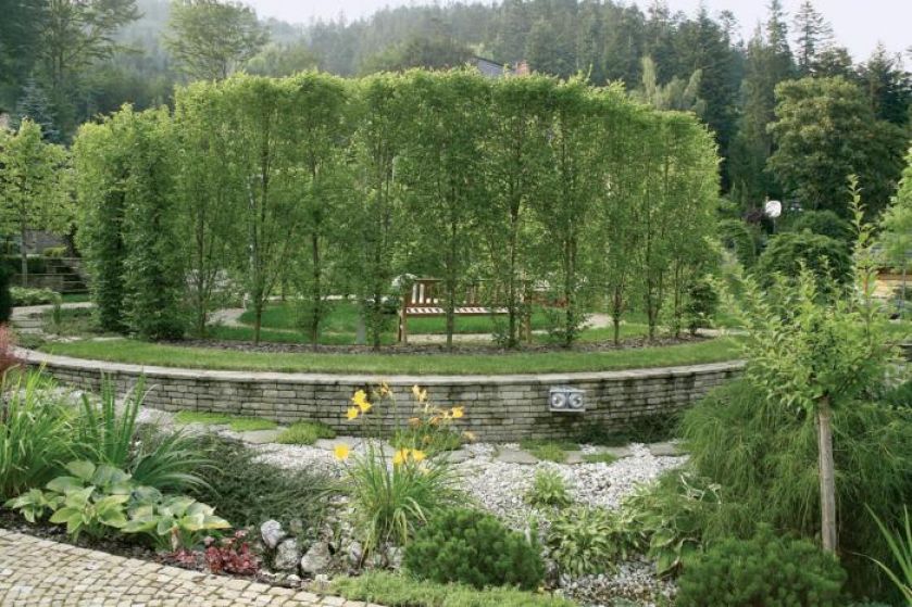 Kolisty salon otoczono wysokimi strzyżonymi grabami.