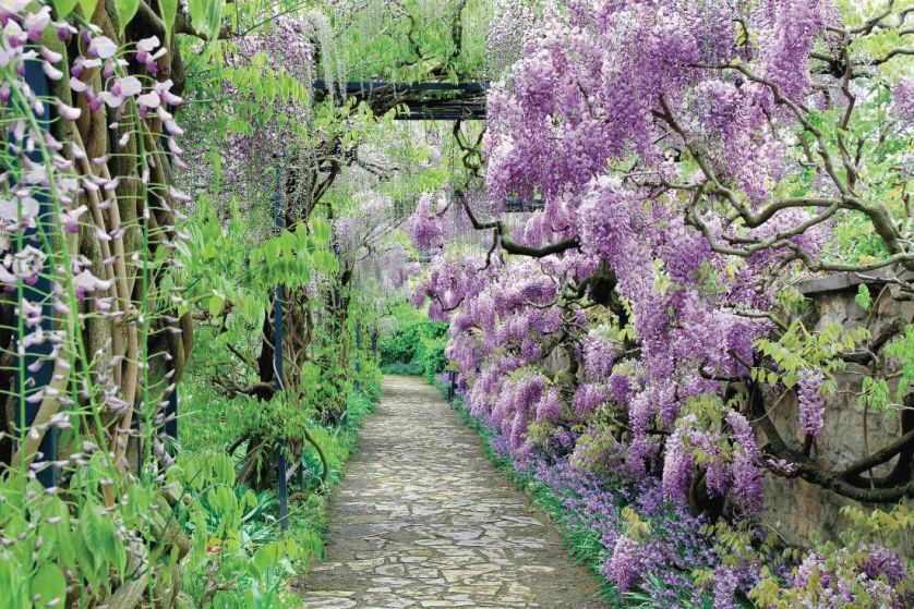 Kwitnąca wisteria. Kwiaty ogrodowe i rośliny, które pachną niczym perfumy