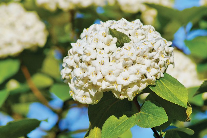 KALINA ANGIELSKA (VIBURNUM CARLCEPHALUM)
