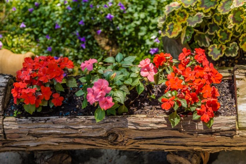 Niecierpek – uprawa, pielęgnacja, wymagania