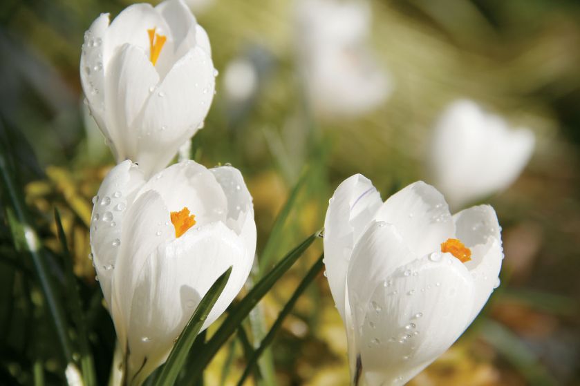 Krokus wiosenne kwiaty w ogrodzie