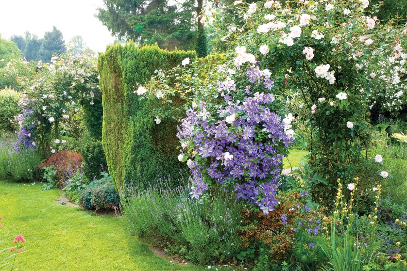 Powojnik Perle D Azur i róże na pergoli