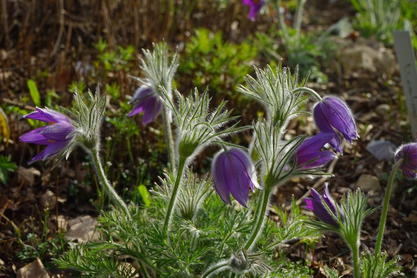 Sasanka zwyczajna – opis, uprawa, kwiaty