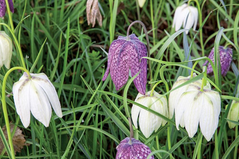Senne miasteczko Ilmington ożywa dwa razy do roku: wiosną, gdy kwitną sady, i jesienią, kiedy