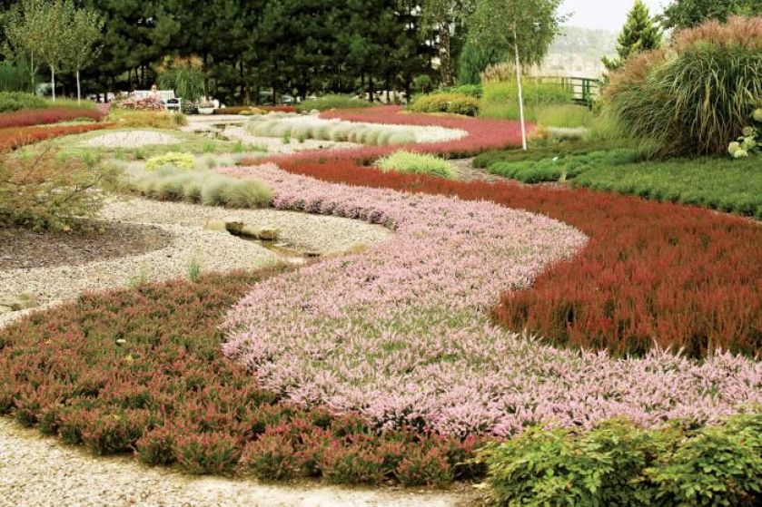 Szeroka rzeka z kilku odmian wrzosów. Towarzyszą jej brzoza,sosny i trawy ozdobne. Pod białym pniem kwinące wiosną wrzośce.