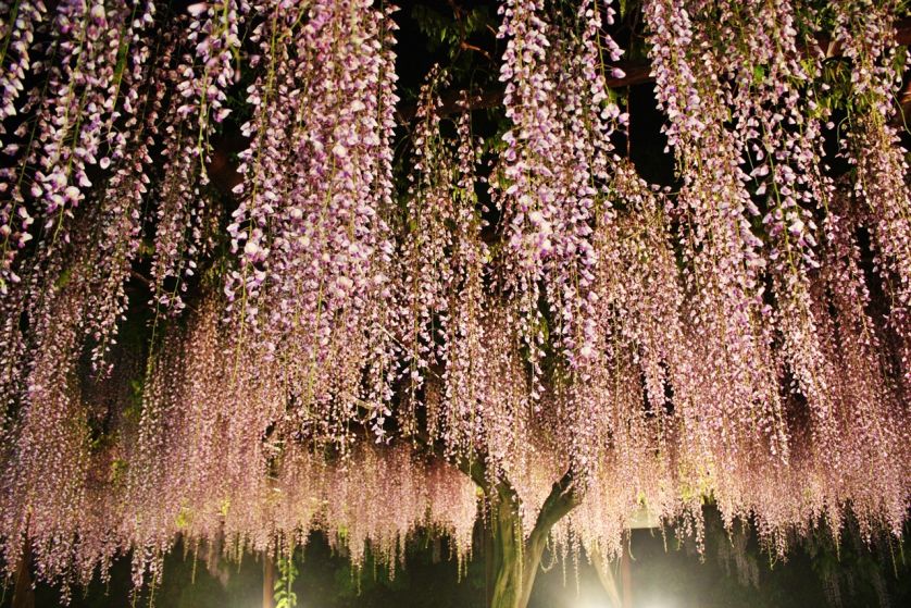 Wisteria, glicynia to przepięknie kwitnące pnącze. Potrafi być bardzo ekspansywne. Jak je uprawiać?