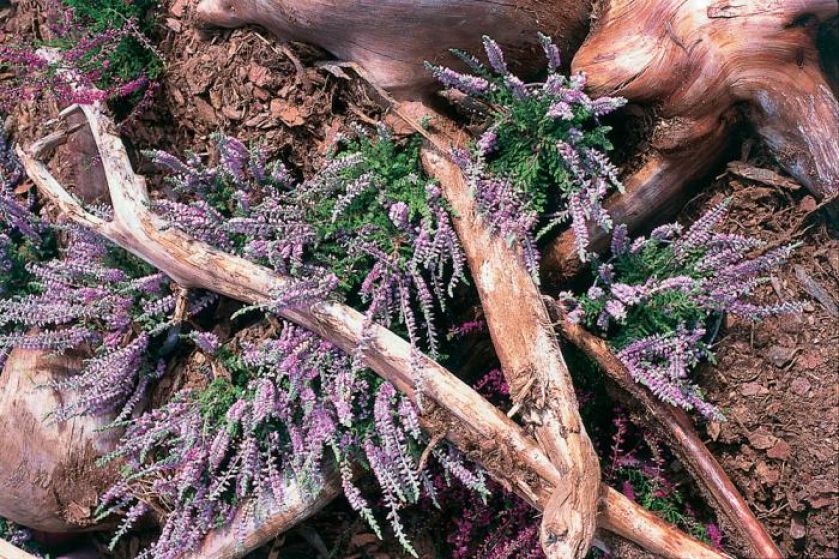 Wrzosy dobrze komponują się z kolorami ziemi