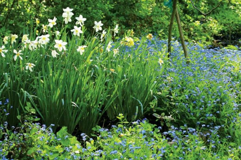 Zapraszamy kwiaty do ogrodu