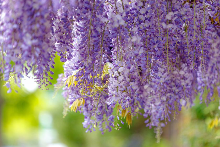 Wisteria glicynia – pięknie kwitnące pnącze