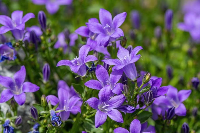 Dzwonek (campanula) kwiat na balkon i do ogrodu