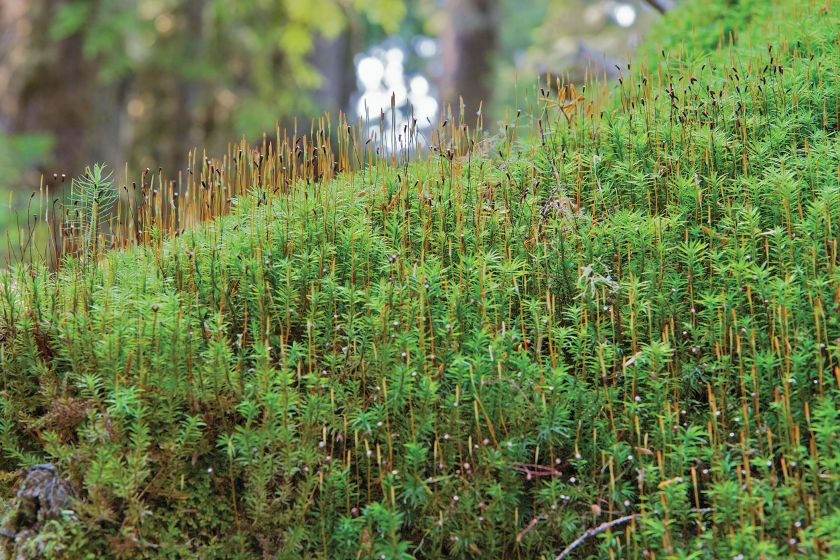 Płonnik pospolity. Ogród z mchu i paproci
