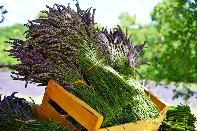 Jak uprawiać lawendę w domu