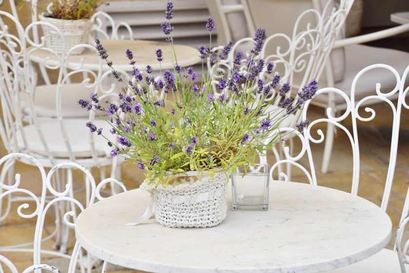 Lawenda w doniczce w domu