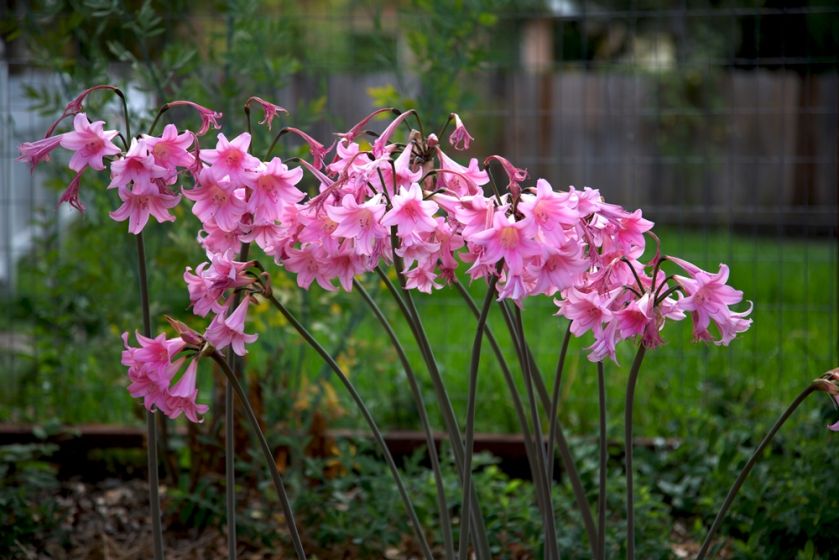 Amaryllis belladonna