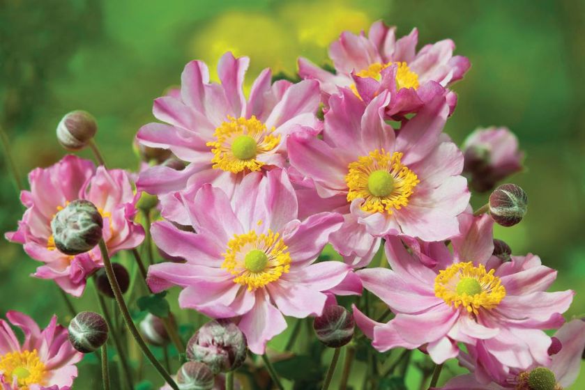 Anemone X Hybrida Fantasy Pocahontas