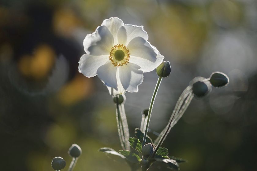 Anemon, zawilec - kwiat, który kwitnie najdłużej