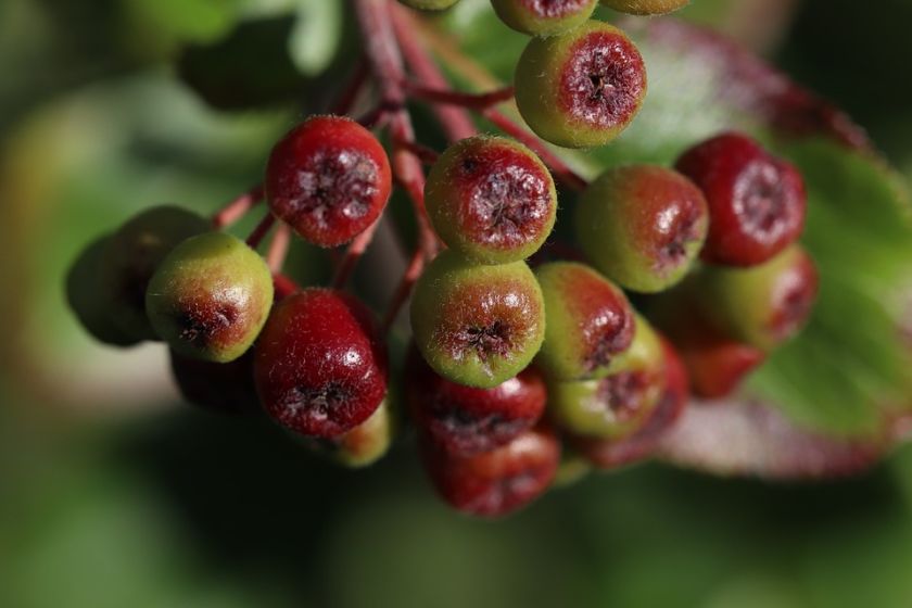 Aronia to liderka wśród polskich superfoods