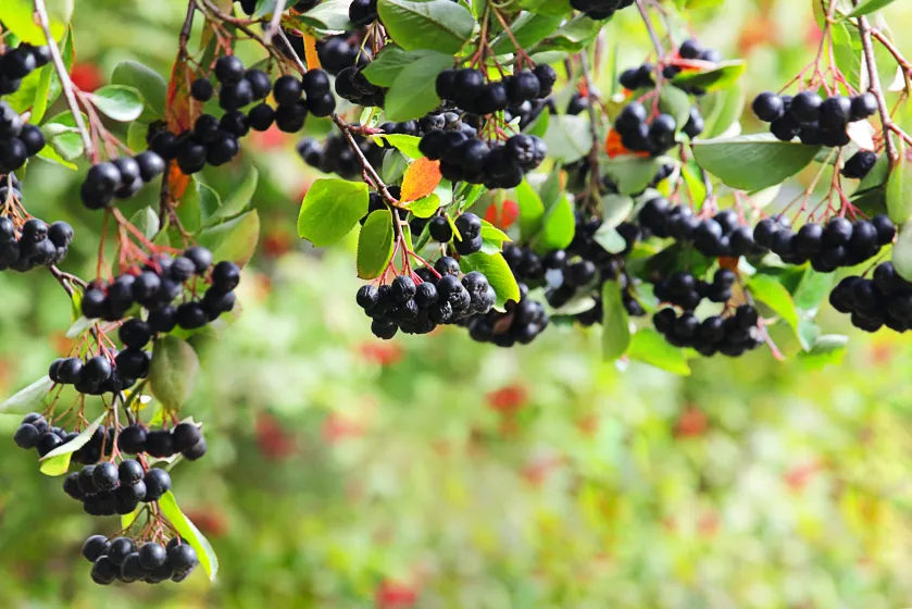 aronia właściwości  uprawa przepisy