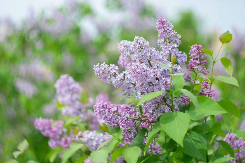 Lilak pospolity - bez w ogrodzie